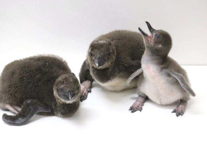 すみだ水族館で3羽のマゼランペンギンの赤ちゃんが誕生！