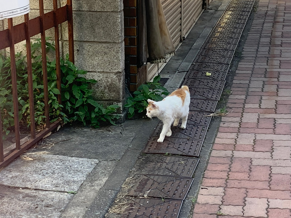 キラキラ橘商店街を歩く猫