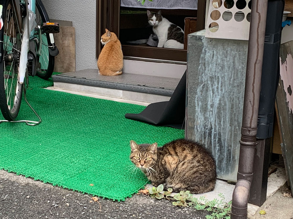 京島の猫