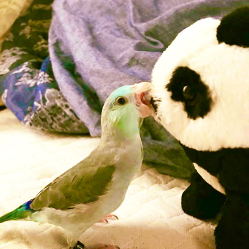 マメーズ＆イエローズ