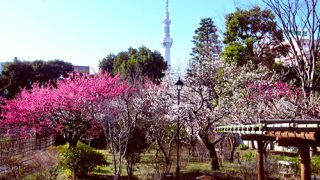 3月2日】向島百花園「梅まつり」2025 | 墨田区の地域密着情報サイト