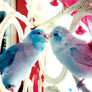 タロウくん・テルミちゃん