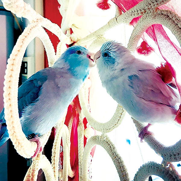 タロウくん・テルミちゃん