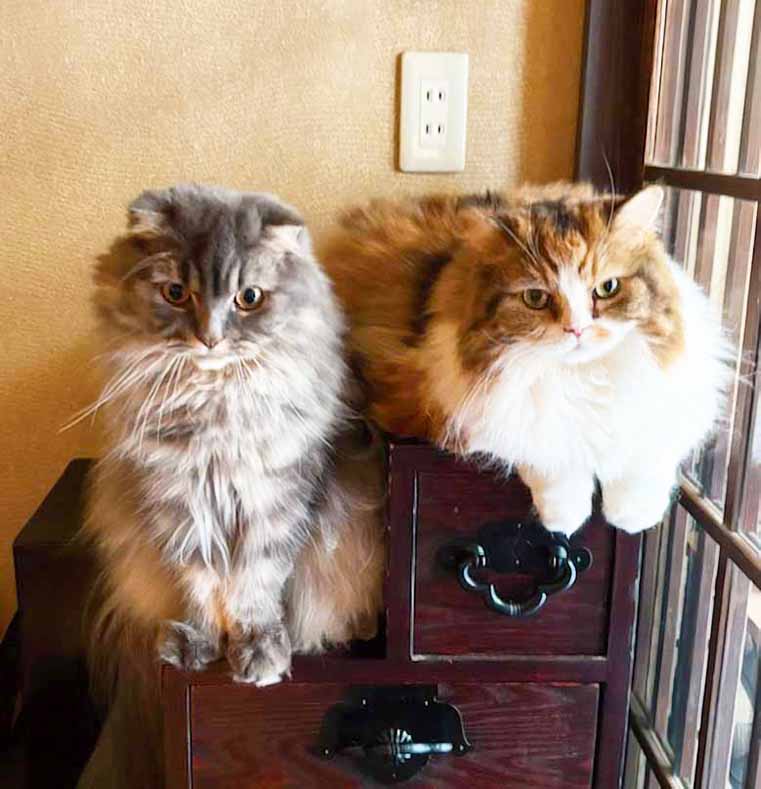 さくらちゃん・さすけ君