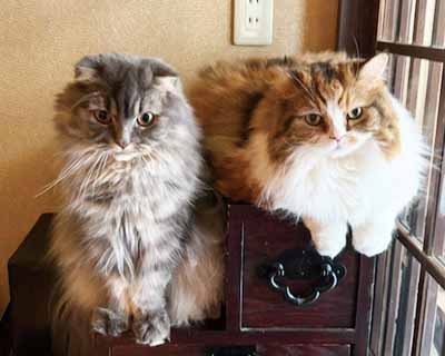 さくらちゃん・さすけ君