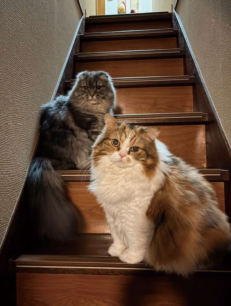 さくらちゃん・さすけ君