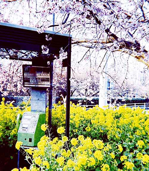 散る花、咲く花