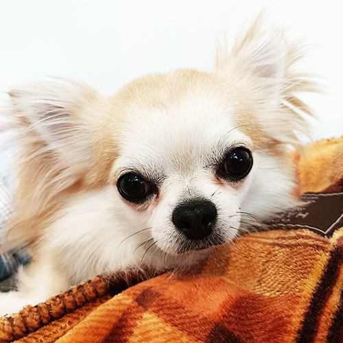 ブルーちゃん